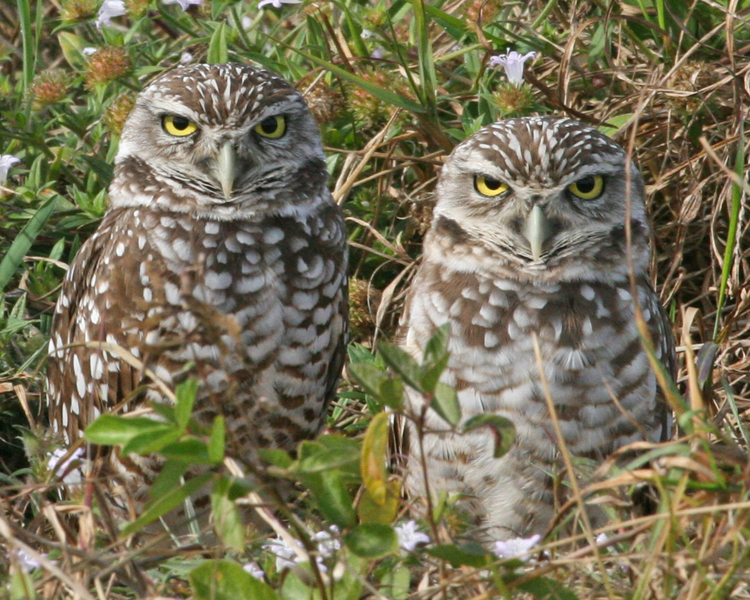 Burrowing Owl - pair